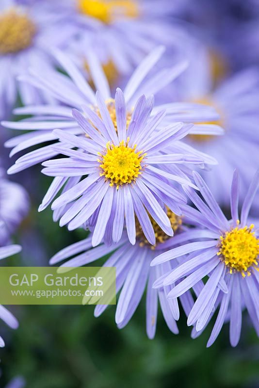 Aster amellus 'King George' - Italian aster, AGM
