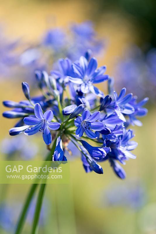Agapanthus campanulatus 'Beth Chatto', a deep blue variety bred at Beth Chatto's from seed originating from Cedric Morris.