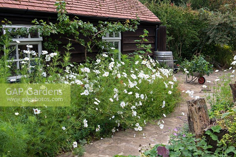 A wooden shed with espaliered tree behind a border with massed white cosmos.