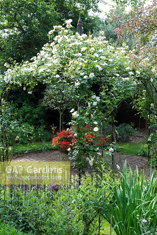 A circular patio made from stone pavers, beneath a metal pergola covered with white climbing roses.