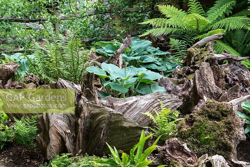 A shady stumpery planted with ferns and hostas.