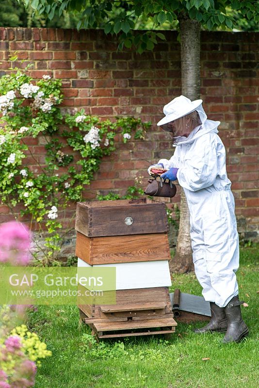 Clad in her protective bee-keeping suit, Fran uses an old smoker to pump smoke into the hive, an ancient method of calming bees prior to removing the top of the hive for maintenance and collecting honey.