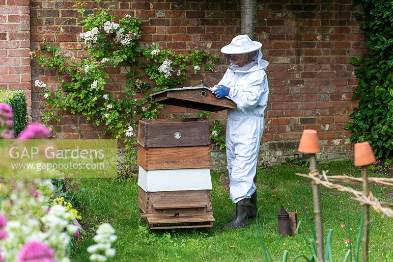 Clad in her protective bee-keeping suit, Fran Wakefield lifts the top of the hive for maintenance and collecting honey.