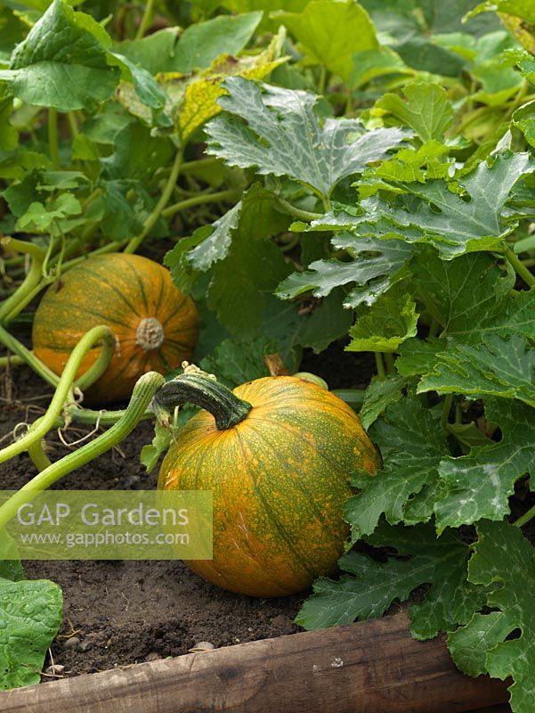 Squashes maturing on the ground, in raised beds.