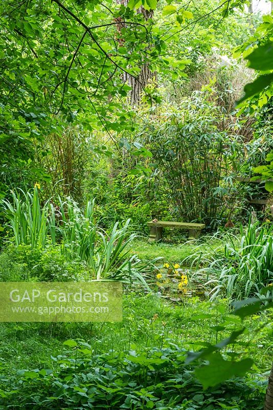 A woodland wildlife garden with trees, shrubs, bamboos rough grass and pond with stone seat.