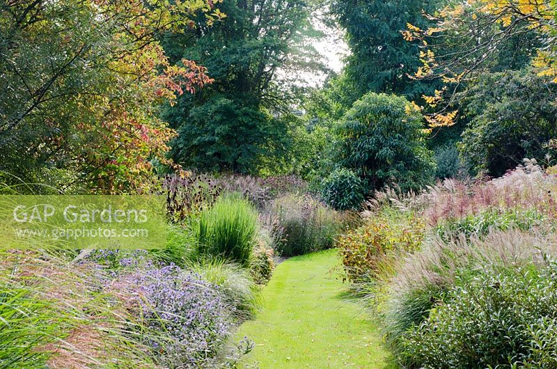 Grasses and perennials in the borders at Knoll Gardens in Autumn - left border contains Aster 'Calliope', Pennisetum alopecuroides f. viridescens, Panicum 'Northwind', right border - Sarcoccoca 'Digyna',Miscanthus 'Kleine Silberspinne',Miscanthus transmorrisonensis seedling and Persicaria amplexicaulis 'Atrosanguinea'