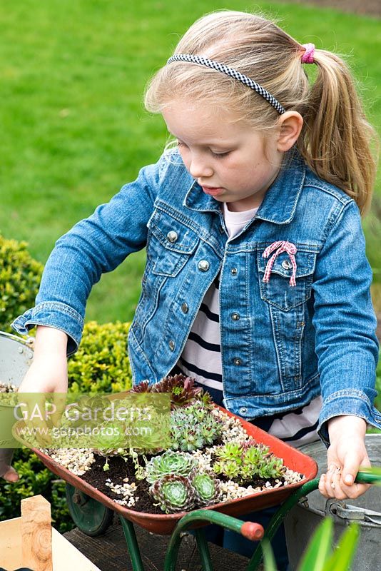 Child planting toy wheelbarrow with succulents. Step 9: Add gravel mulch to prevent the soil drying out, and keep the succulents from touching damp soil which causes rot