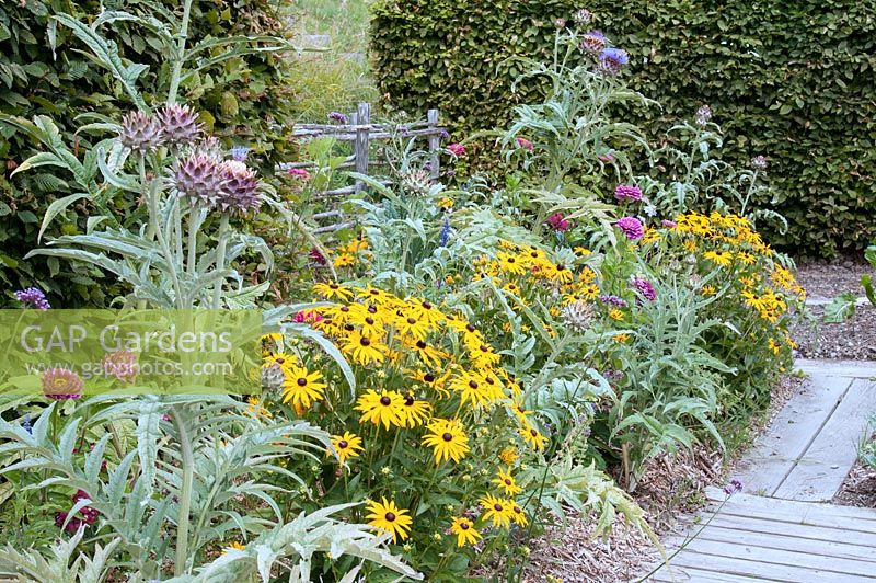 Border with Rudbeckia 'Marmalade' Cynara scolymus - Artichoke sheltered by hedges by boarded path