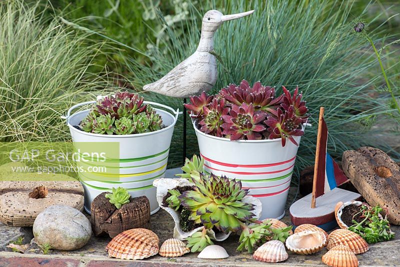 Succulents planted in metal buckets, shells and cork in a contemporary seaside themed garden.