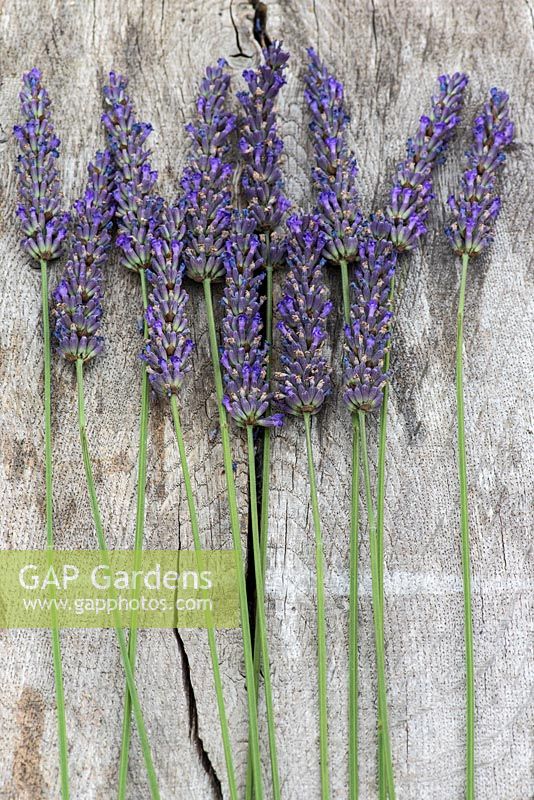 Making a lavender wand step by step. Strip leaves from the lavender stems and cut to the same length of between 25 and 30cm. Arrange the stems in two rows.