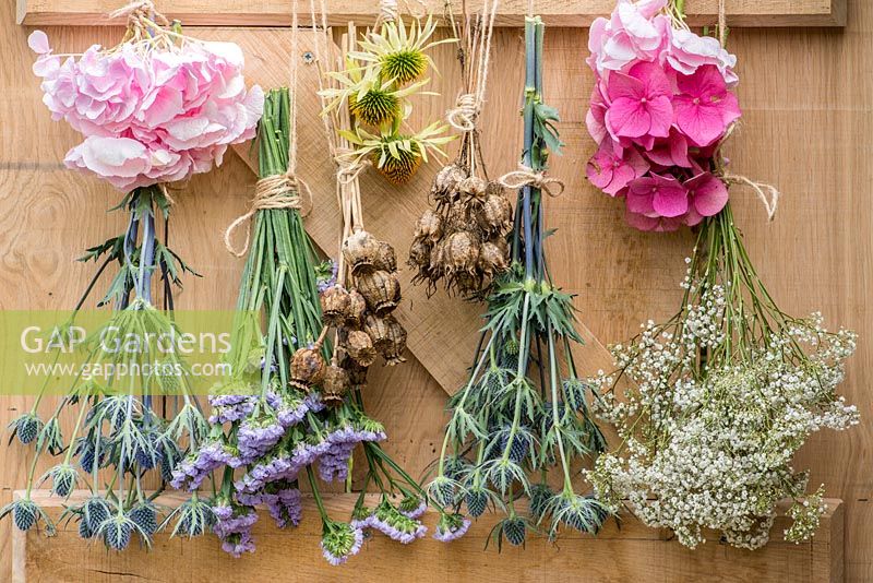 Small bunches of freshly cut flowers are tied with string, and hung in a well ventilated place to dry. Hydrangeas, statice, gypsophila, sea holly and coneflowers, with seedheads of poppies and love-in-the-mist.