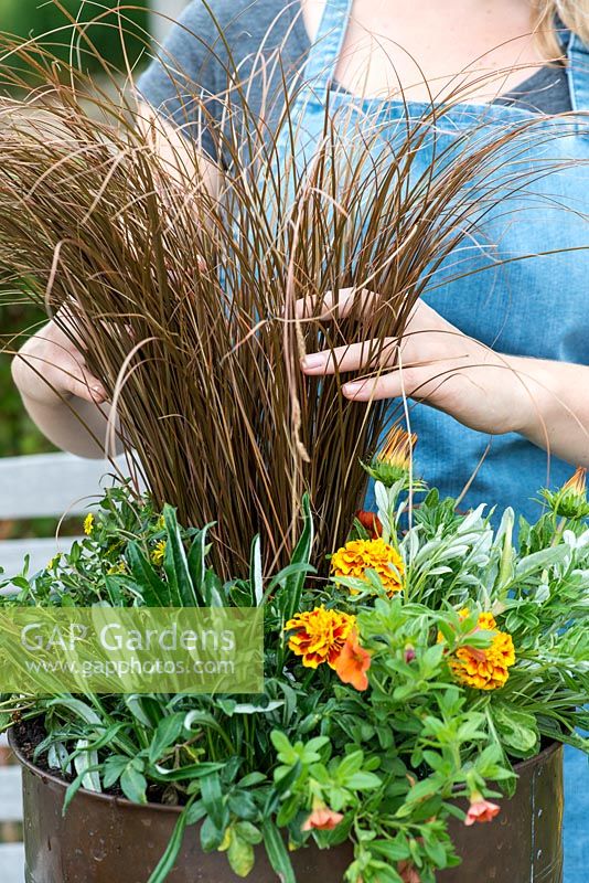 Planting a copper pot with hot coloured plants. Gently comb through and spread out the stems of the grass for maximum impact.