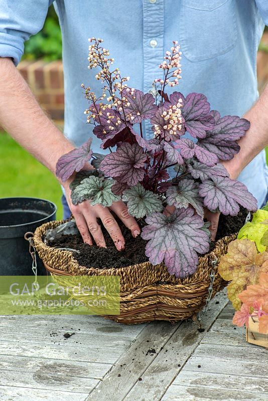 Planting a foliage hanging basket. In the middle, plant Heuchera 'Shanghai', an upright variety with creamy flowers.