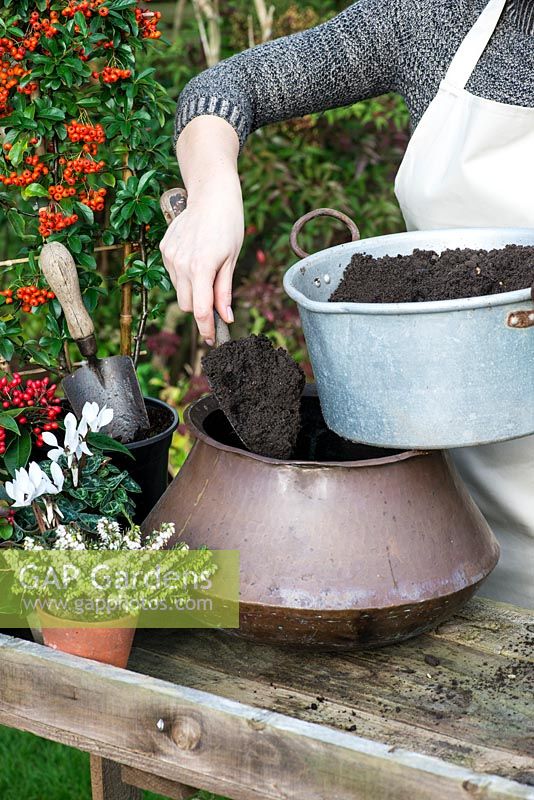 Planting an autumn pot with white flowers and red berried plants. Step 2: partly fill with compost, packing round the edges in the pot.