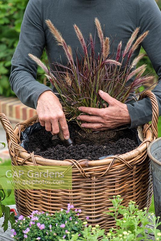 Planting a log basket with early autumn flowering perennials. Plant Pennisetum setaceum 'Rubrum' at the back of the basket.