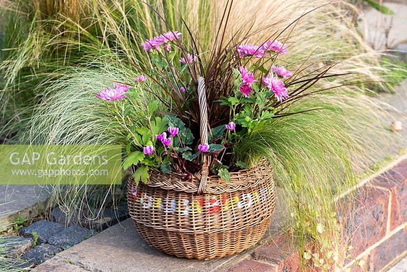 A wicker basket planted with pot mums Chrysanthemum 'Yahoo Purple', Cyclamen hederifolium, red hook sedge Uncinia rubra, frosted sedge grass Carex 'Frosted Curls', Mexican feather grass Stipa tenuissima 'Pony Tails' and trailing Indian mint Saturega douglasii
