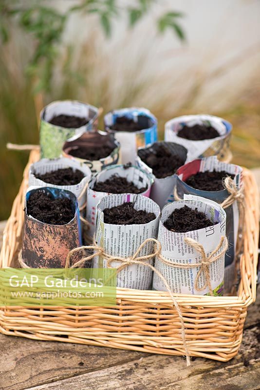Growing Sweet Peas. Tray of newspaper containers planted with seeds.