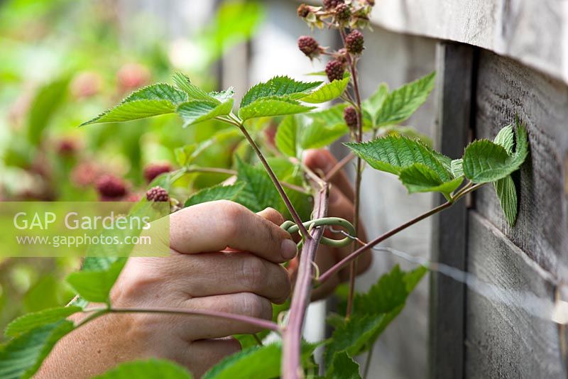 Tying in fruit bearing canes of blackberries with garden tie twists. Rubus