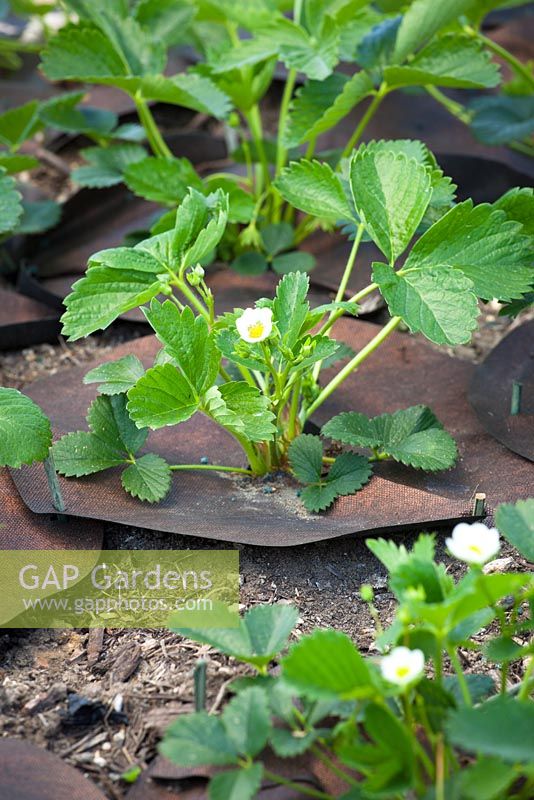 Copper coated weed suppressant mats placed around young strawberry plants to protect against slugs and snails and reduce weeds