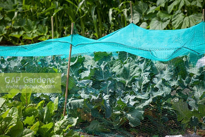 Brassicas protected from birds with netting attached to canes