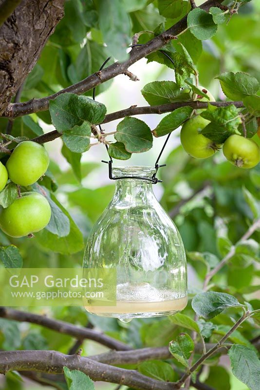 Glass wasp trap hanging in an apple tree