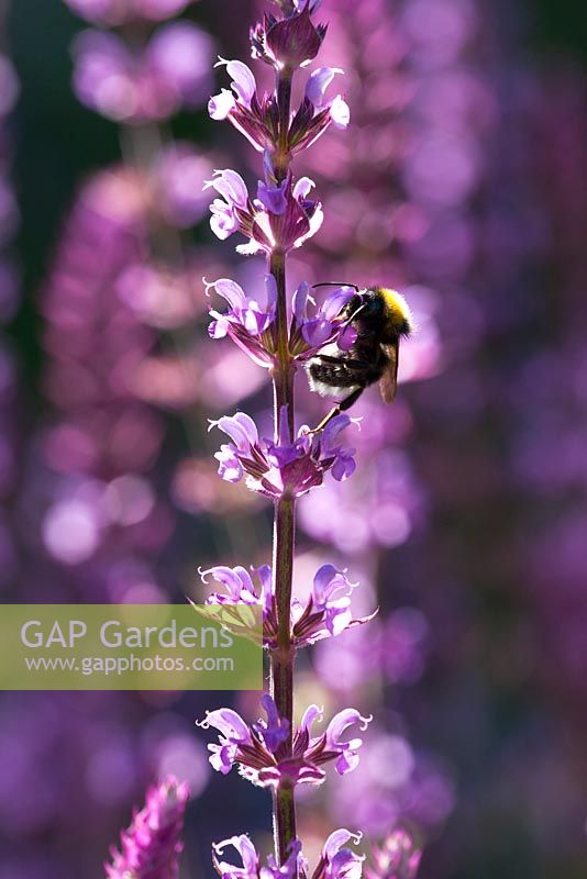 Salvia nemorosa 'Amethyst' AGM - Balkan clary with bee