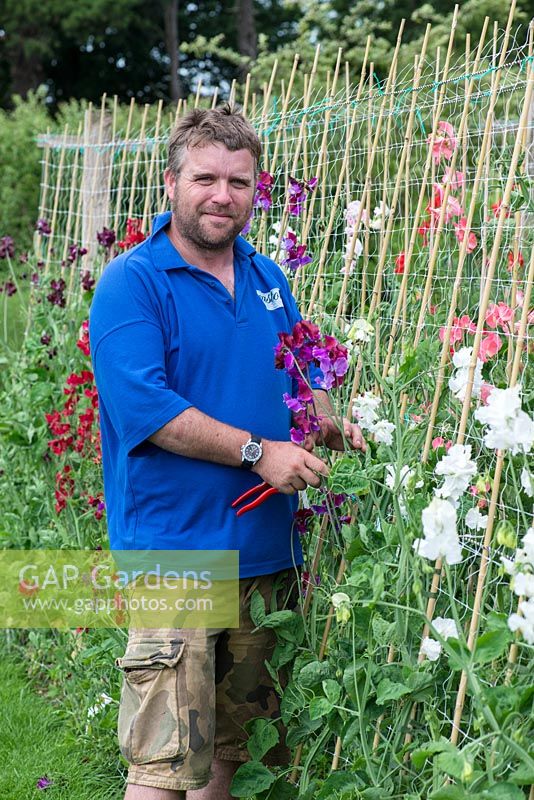 Stephen Marsland, senior gardener, picking a sweet pea that he is in the process of breeding, at Easton Walled Gardens.