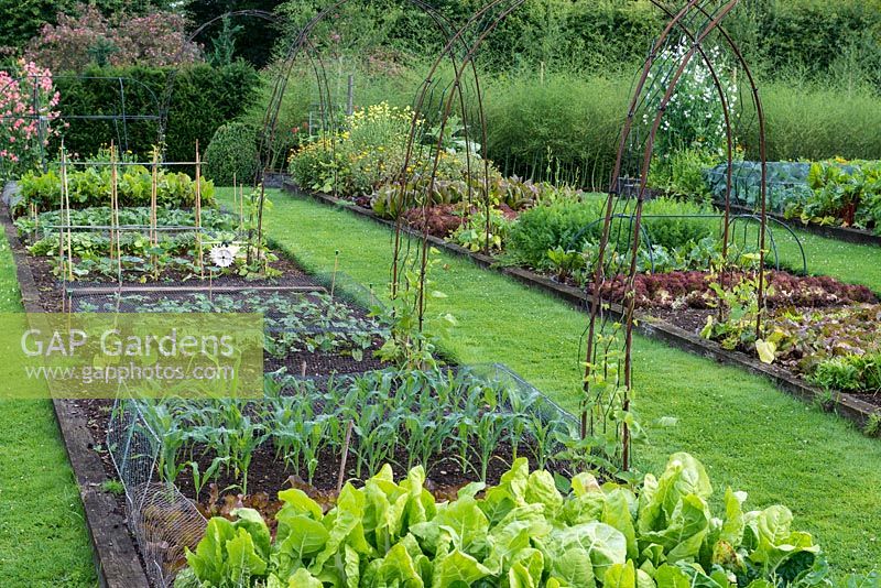 Kitchen garden with raised beds of lettuces, cabbages. beans, spinach, sweet corn, carrots, beetroot and marigolds.