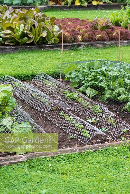 In a kitchen garden, rows of vegetable seedlings netted against pests