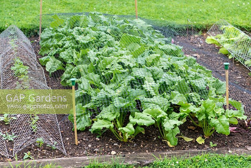 In a kitchen garden, a row of Beetroot 'Boldor' netted against pests