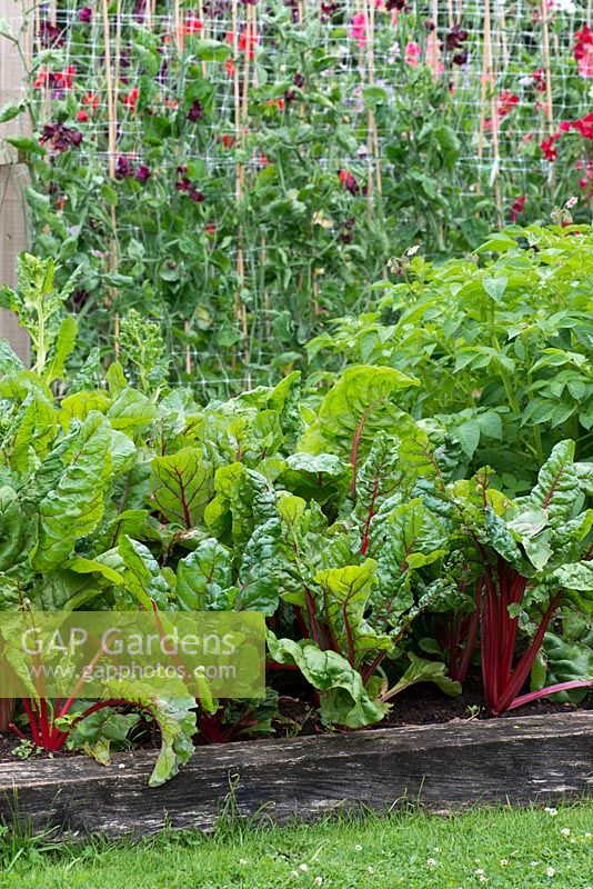 Raised bed of ruby chard and potatoes. Behind, rows of sweet peas.