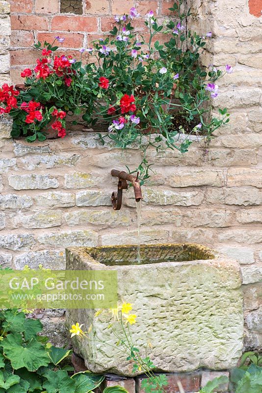 Stone trough water feature with Lathyrus odoratus 'Teresa Maureen' - right and 'Villa Rosa' in terracotta containers