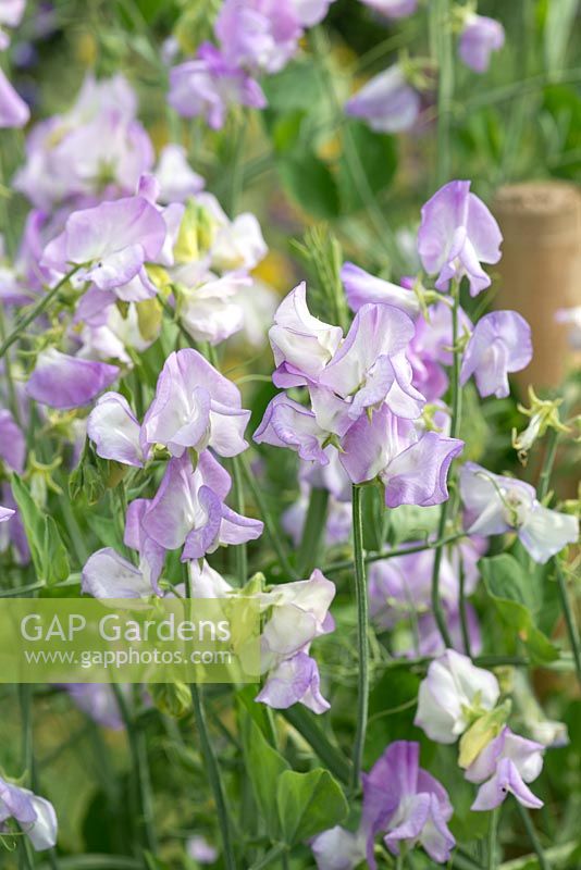 Lathyrus odoratus 'Butterfly', a heritage sweet pea introduced in 1889, flowering from June