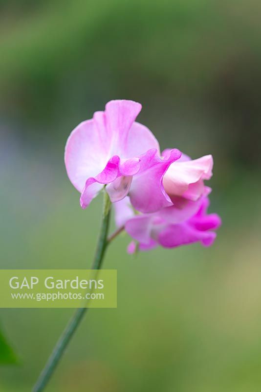 Lathyrus odoratus 'Gwendoline' Spencer sweet pea, a climbing annual flowering from June