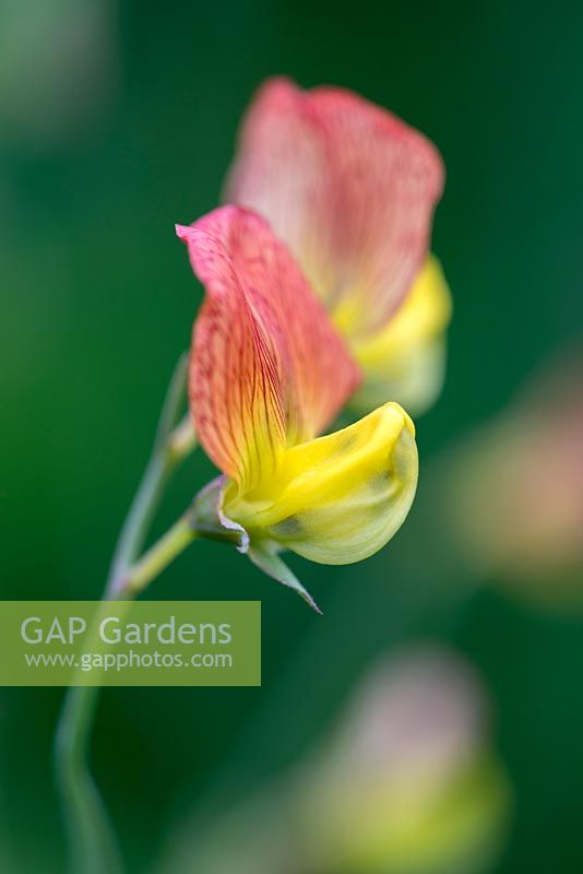 Lathyrus belinensis, an annual sweet pea discovered in Turkey, flowering from June
