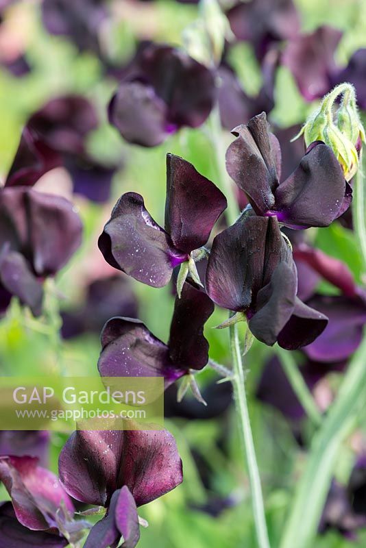 Lathryrus 'Almost Black', heritage sweet pea, climbing annual, flowering from June