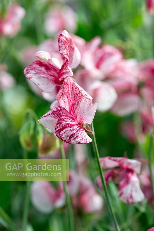 Lathyrus 'America', a heritage sweet pea bred in 1896, climbing annual. Crimson flake sweet pea, flowering from June