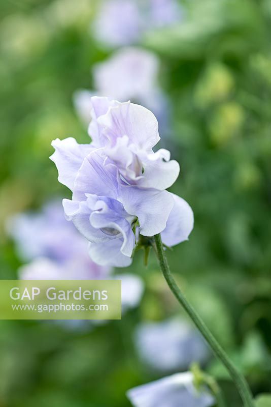 Lathyrus odoratus 'Charlie's Angel', a Spencer sweet pea, a climbing annual flowering from June