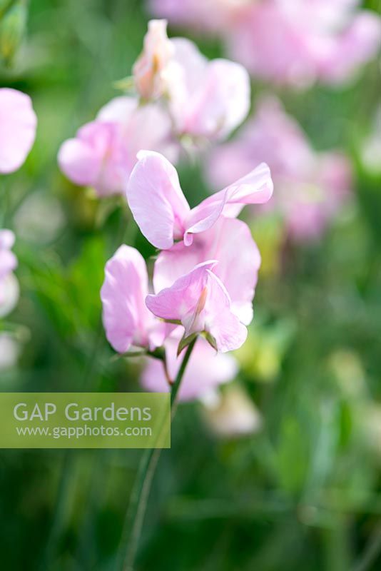 Lathyrus odoratus 'Prima Donna', a heritage sweet pea introduced in 1896, climbing annual flowering from June
