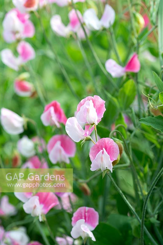 Lathyrus odoratus 'Painted Lady', a highly scented heritage sweet pea, climbing annual, flowering from June