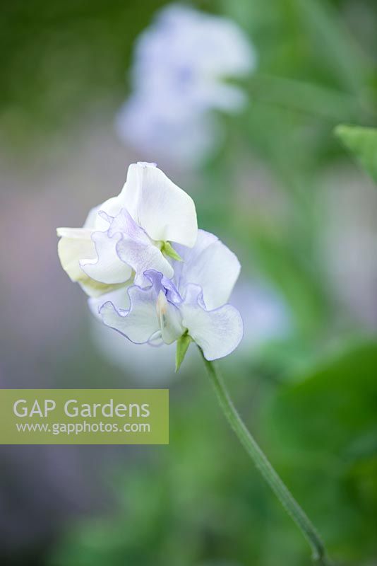 Lathyrus odoratus 'Betty Maiden', Spencer sweet pea, a climbing annual flowering from June