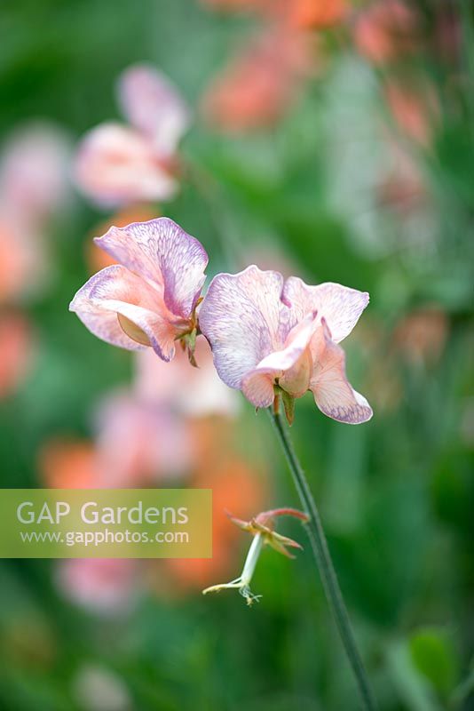 Lathyrus 'Blue Vein', Spencer sweet pea, climbing annual, July. The blue veining develops on the petals as they age.
