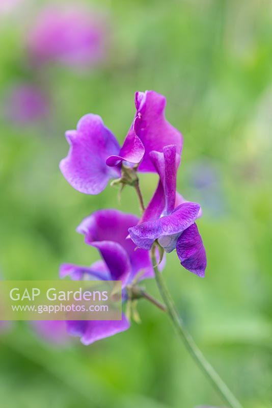 Lathyrus odoratus 'Dutchy of Cambridge', Spencer sweet pea, a climbing annual flowering from June. Flowers open as mauve, turning to turquoise and ultramarine shades.