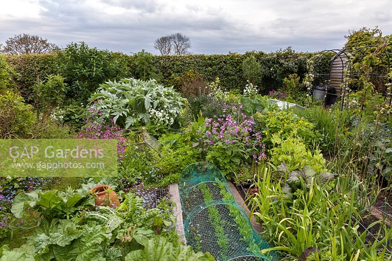 View of cottage vegetable garden with ornamental plants grown for companion planting and for decorative effect. Main crops include rhubarb, chard, Cynara cardunculus - cardoon, leeks, salsify, peas, benas, purple sprouting broccoli and netted beetroot, carrots and lettuce in foreground. 