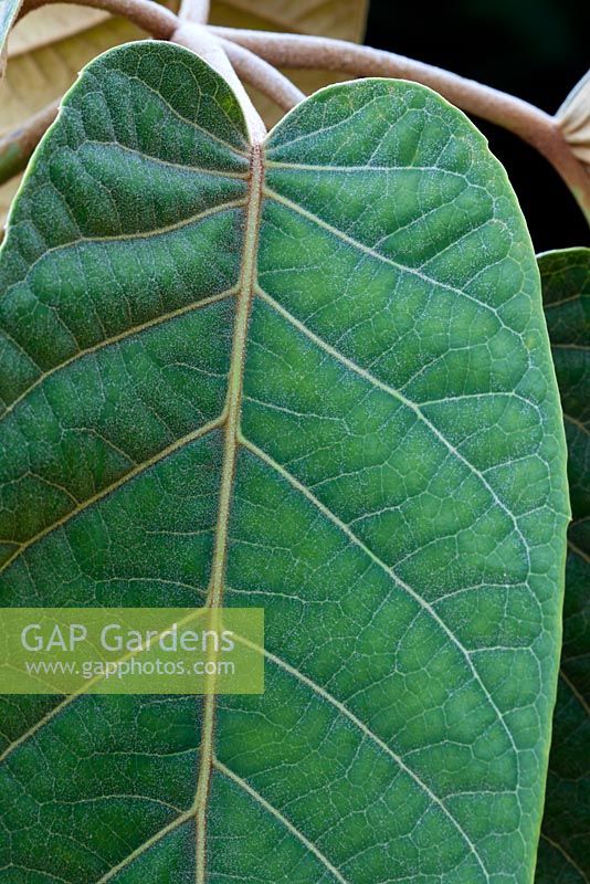 Schefflera macrophylla - foliage detail