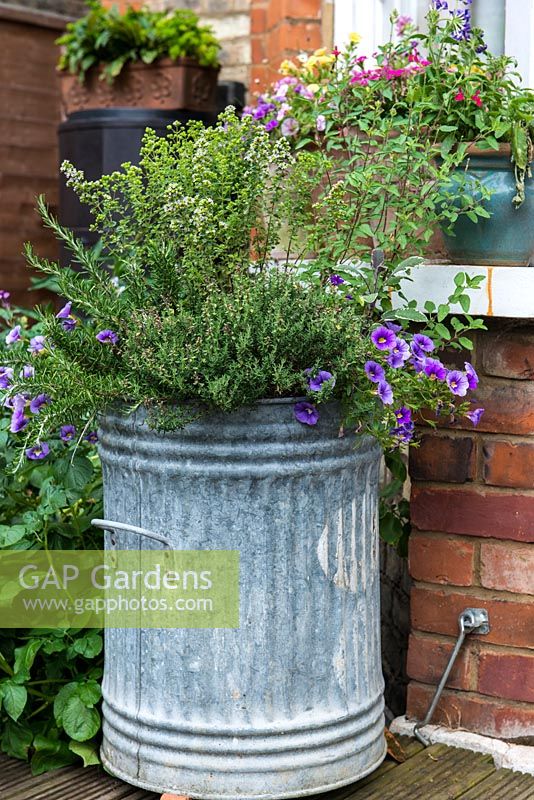 A metal dustbin recycled as a container planted with thyme and calibrachoa.