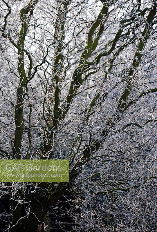 Salix babylonica var. pekinensis 'Tortuosa'. Frosted branches of corkscrew willow