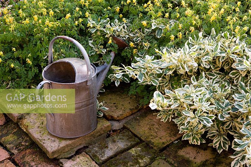 Galvanised tin watering can on terracotta paving with Corydalis lutea and Euonymus fortunei 'Silver Queen'