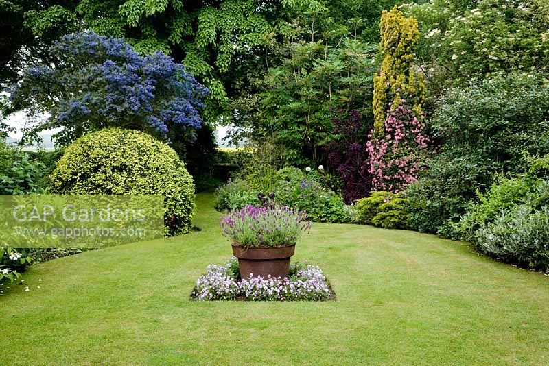 Lawn surrounded by shrub borders with central square bed. Rusted iron pot holding Lavandula stoechas cultivar in square focal bed, with underplanting of pale mauve Violas. 