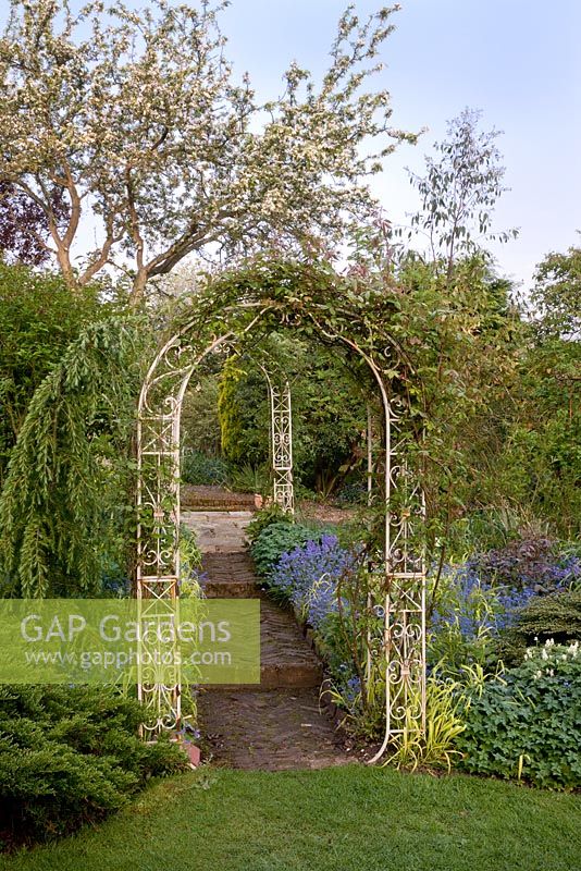 White ornate wrought-iron arches frame herringbone brick steps up through centre of garden. rose and clematis climb foreground arch, weeping conifer to left. Edging of Myosotis alpestris - forget-me-not and Millium effusum 'Aureum' 